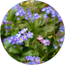 Profilbild von „Iris“